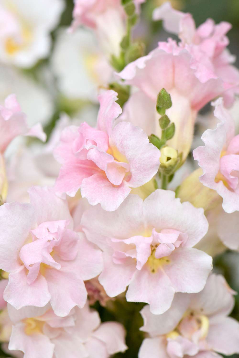 Løvemund 'F1 Twinny Appleblossom' (frø)